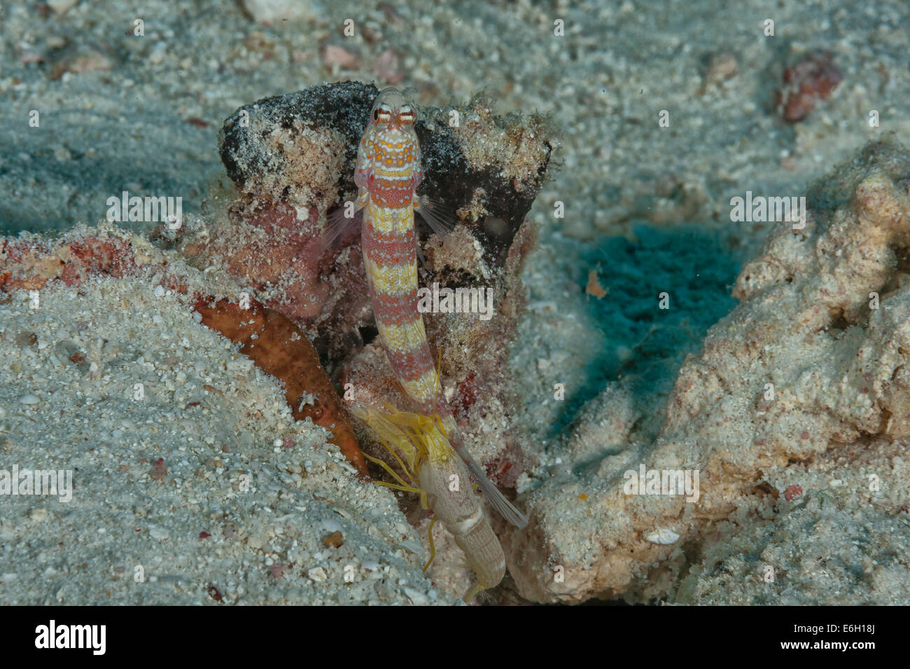 Splendida shrimpgoby nelle Maldive, Oceano Indiano Foto Stock