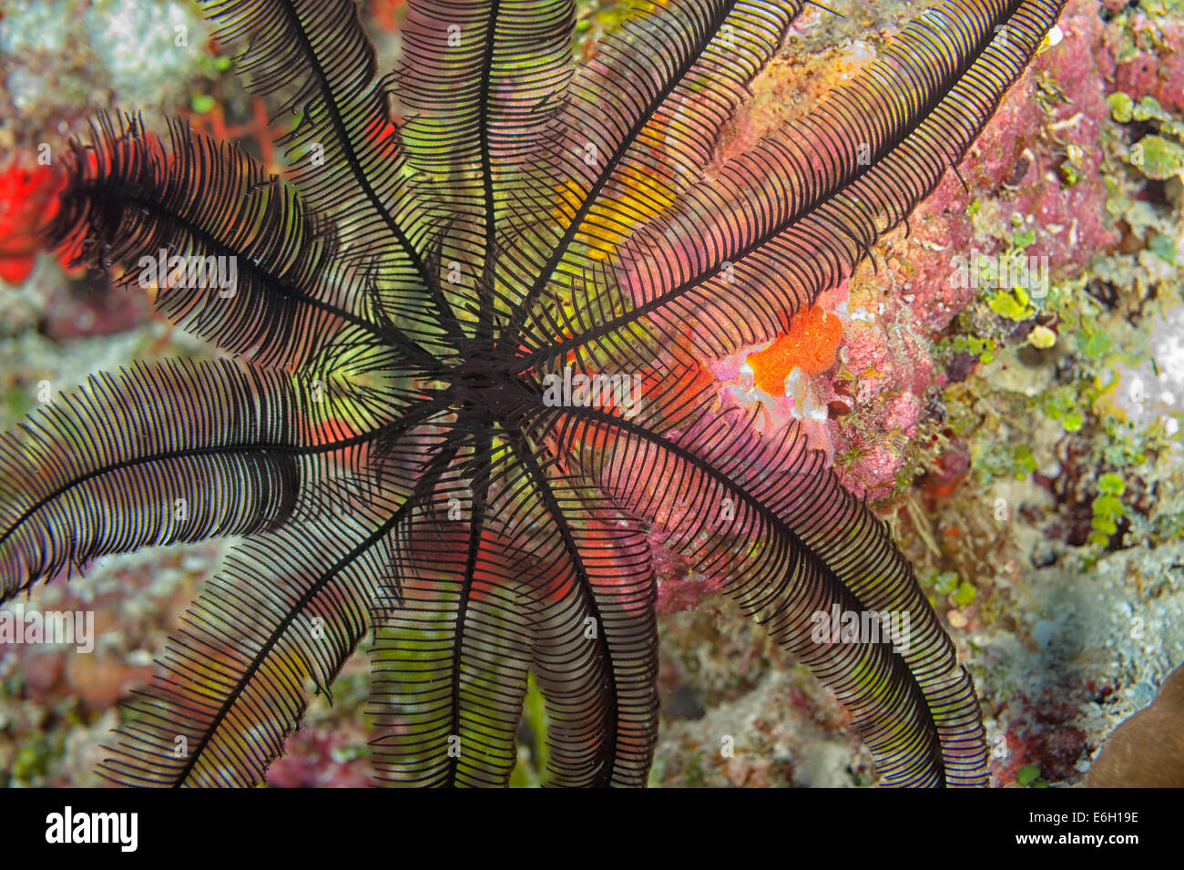Feather star nelle Maldive, Oceano Indiano Foto Stock