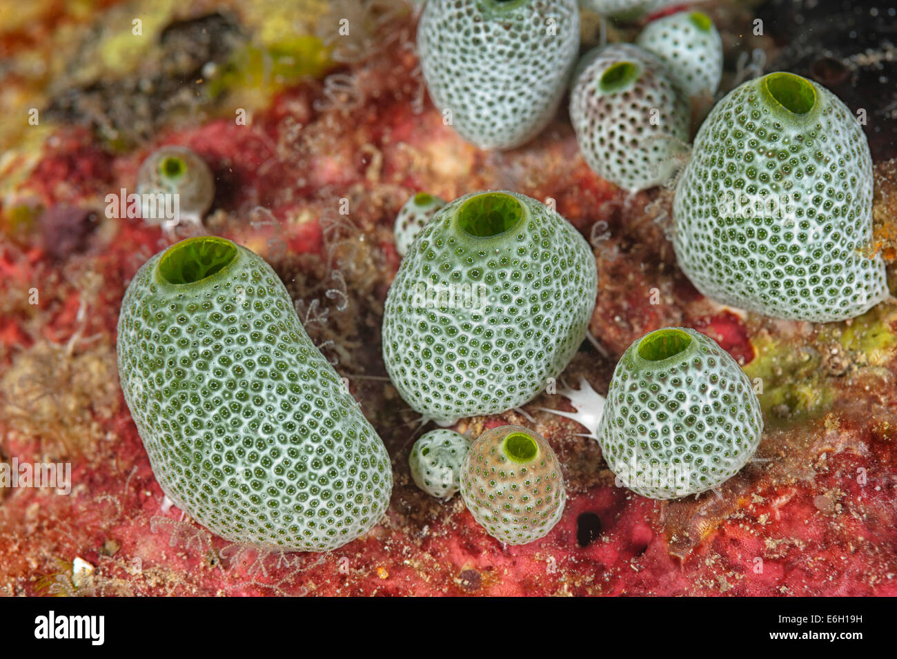 Ascidian nelle Maldive, Oceano Indiano Foto Stock