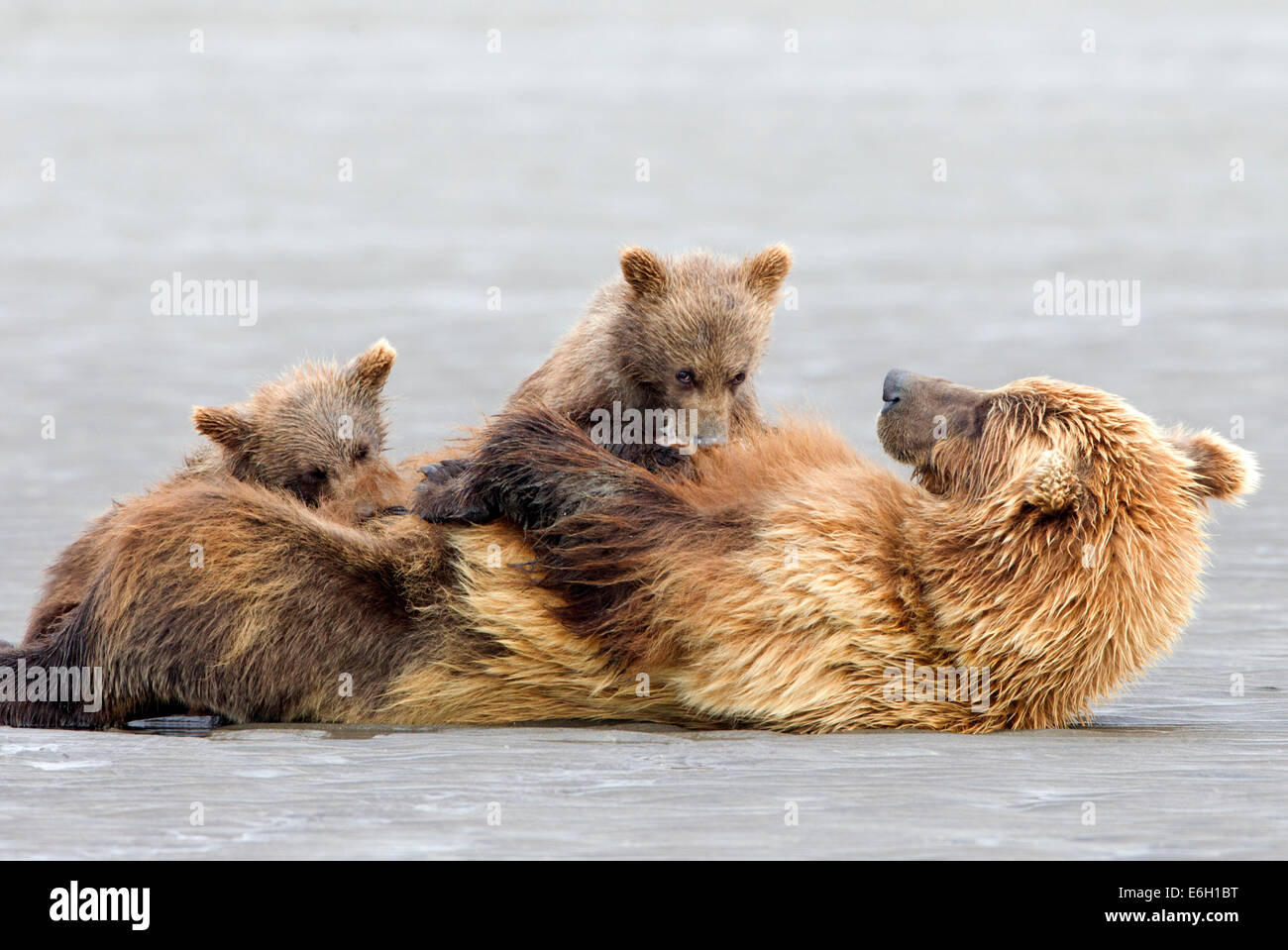 Alaskan Orso Bruno Cubs assistenza infermieristica Foto stock - Alamy