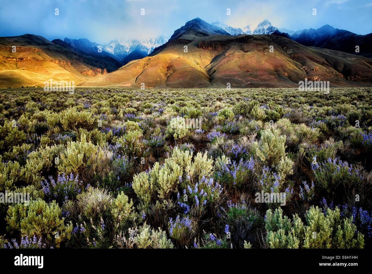 Sun peaking attraverso su Steens Mountain con fiori selvatici di lupino. Oregon Foto Stock