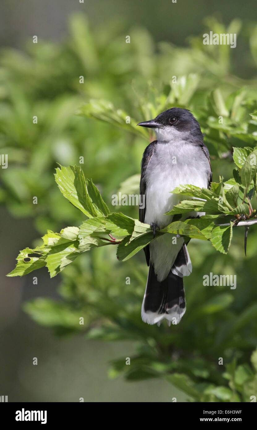 Orientale Profilo Kingbird Foto Stock
