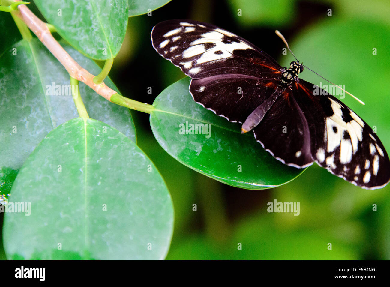 Un rosso e nero postino comune butterfly nella natura Foto Stock