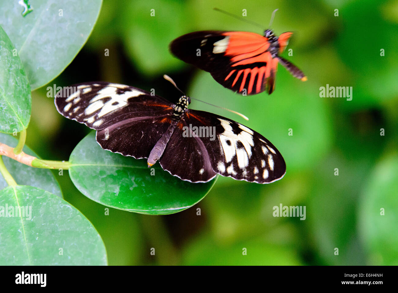 Un rosso e nero postino comune butterfly nella natura Foto Stock