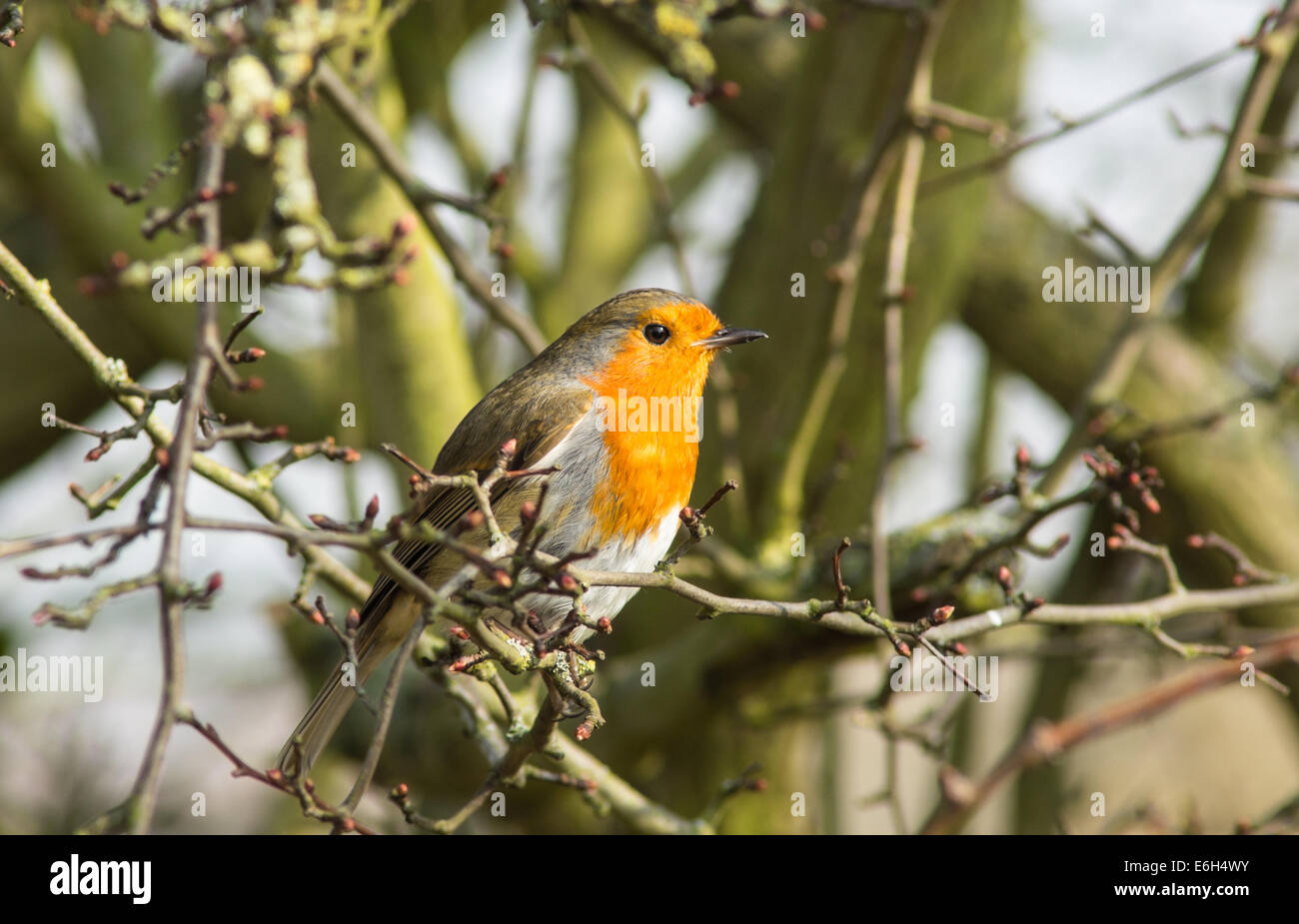 Il Parlamento robin Erithacus rubecula Foto Stock