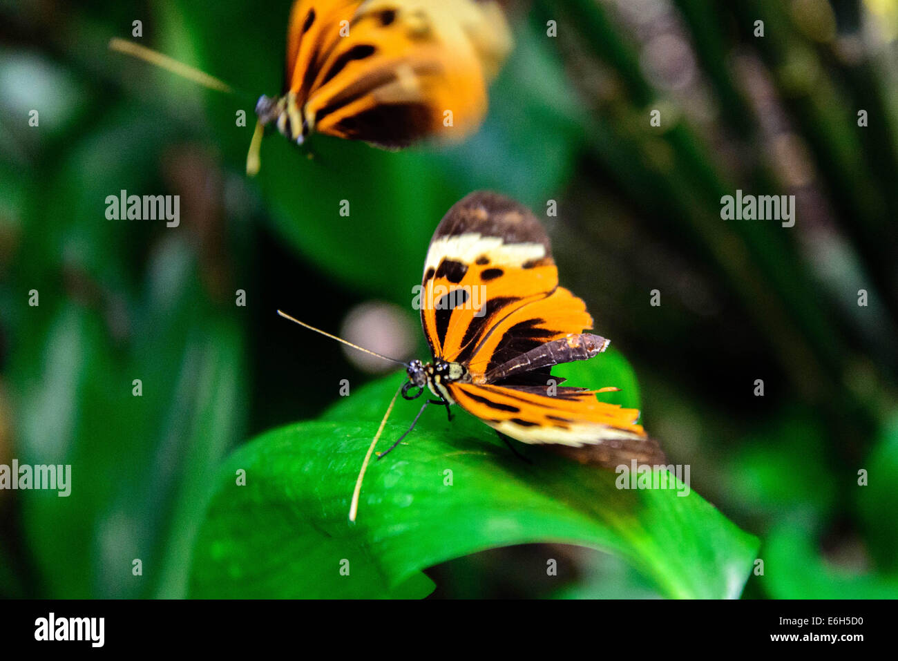 Arancione, nero e bianco Plain Tiger butterfly su una foglia Foto Stock