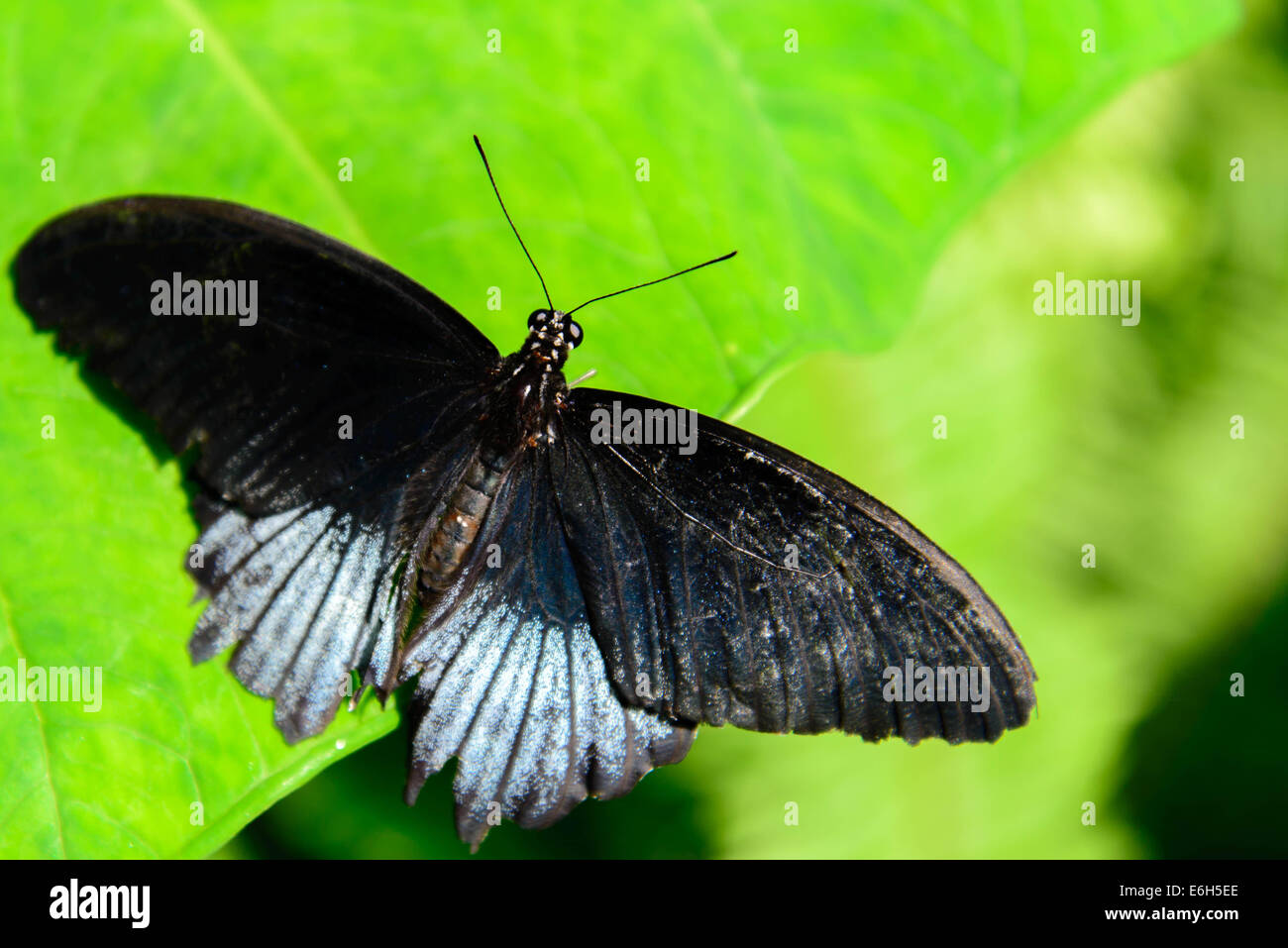 Nero e argento grande farfalla mormone su una foglia Foto Stock