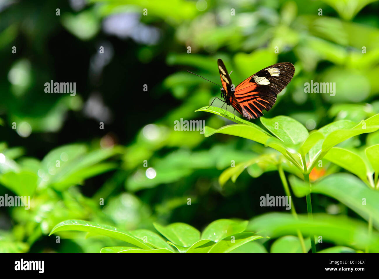 Un rosso e nero postino comune butterfly nella natura Foto Stock