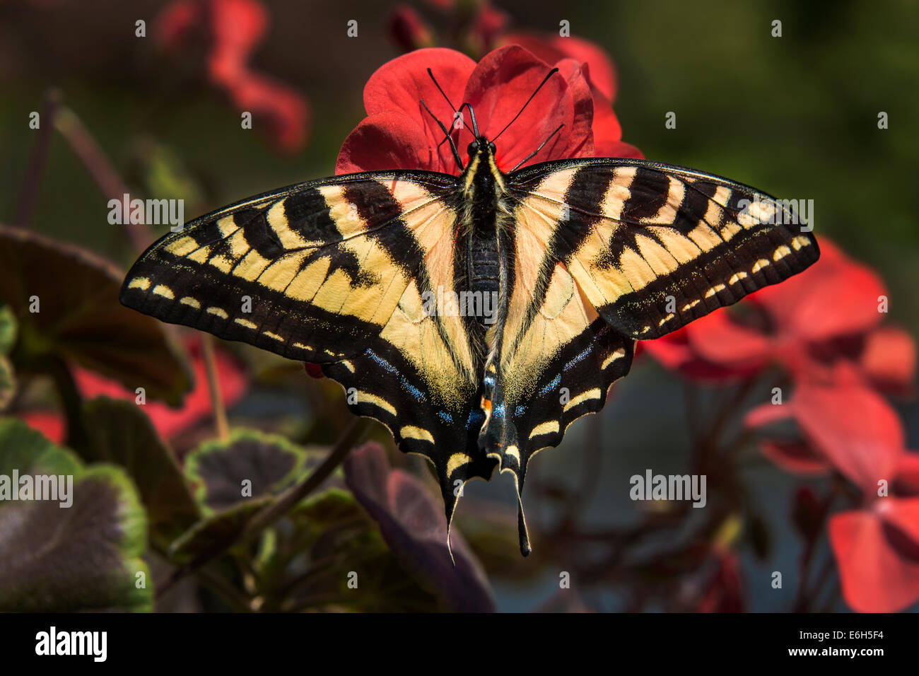 Canadian Tiger farfalla a coda di rondine, Vancouver, Canada Foto Stock