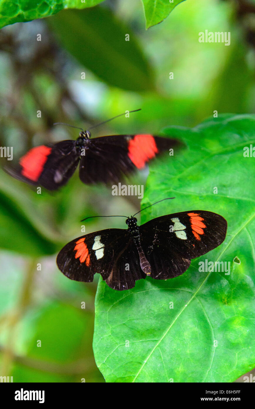 Un rosso e nero postino comune butterfly nella natura Foto Stock