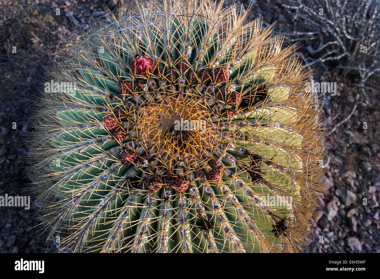 Fiori di cactus, endemica canna gigante cactus, Isla Catalina, Mare di Cortez, Baja, Messico Foto Stock