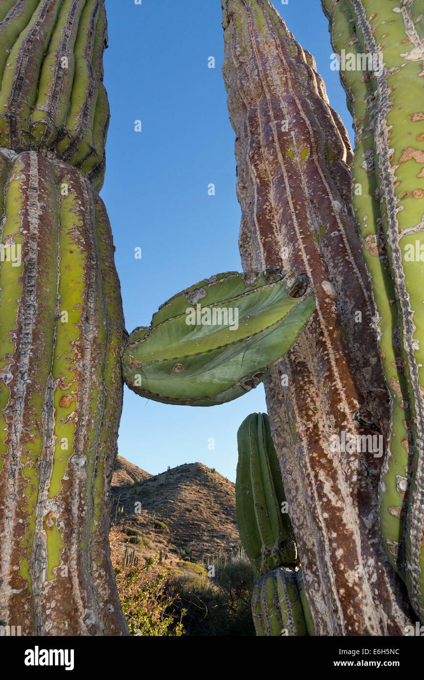 Grande vecchio gigante messicano cardon cactus, Isla Catalina, Mare di Cortez, Baja, Messico Foto Stock