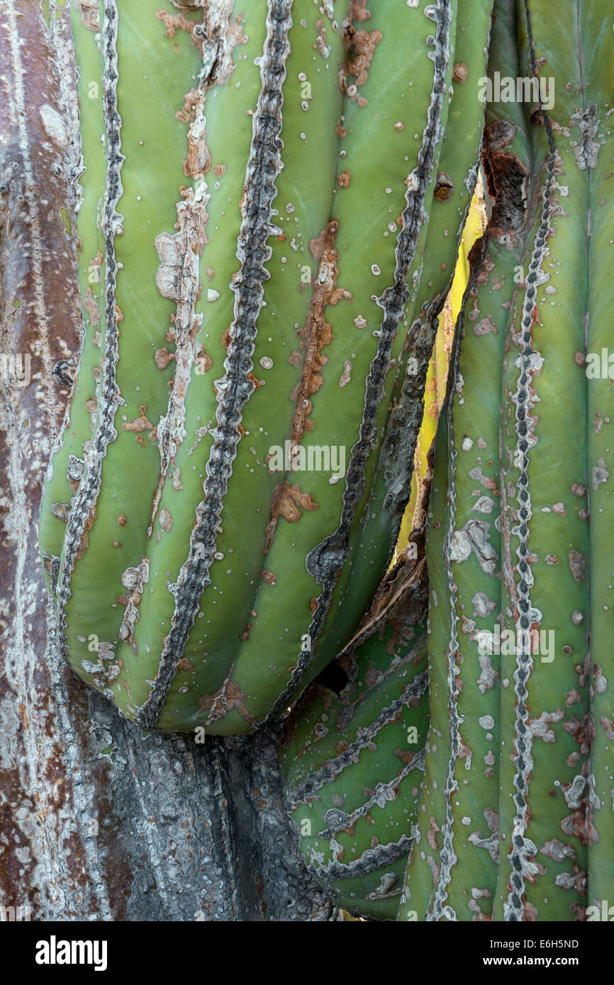 Enorme vecchio gigante messicano cardon cactus, Isla Catalina, Mare di Cortez, Baja, Messico Foto Stock