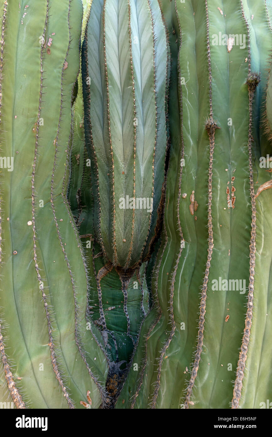 Youngish gigante messicano cardon cactus, Isla Catalina, Mare di Cortez, Baja, Messico Foto Stock