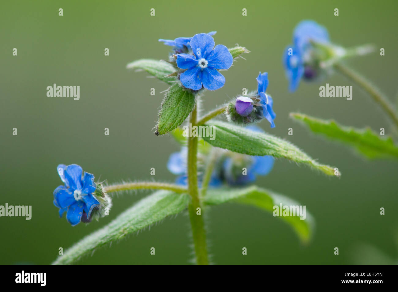 Fiori blu di Brunnera siberiana macrophylla Foto Stock