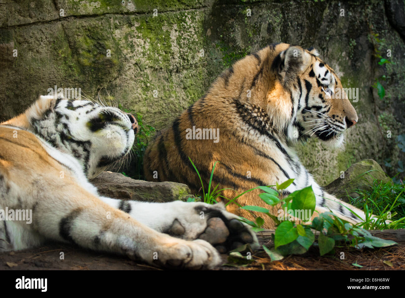 Una coppia di tigri di Amur, la madre e il bambino, lo Zoo di Pittsburgh Foto Stock