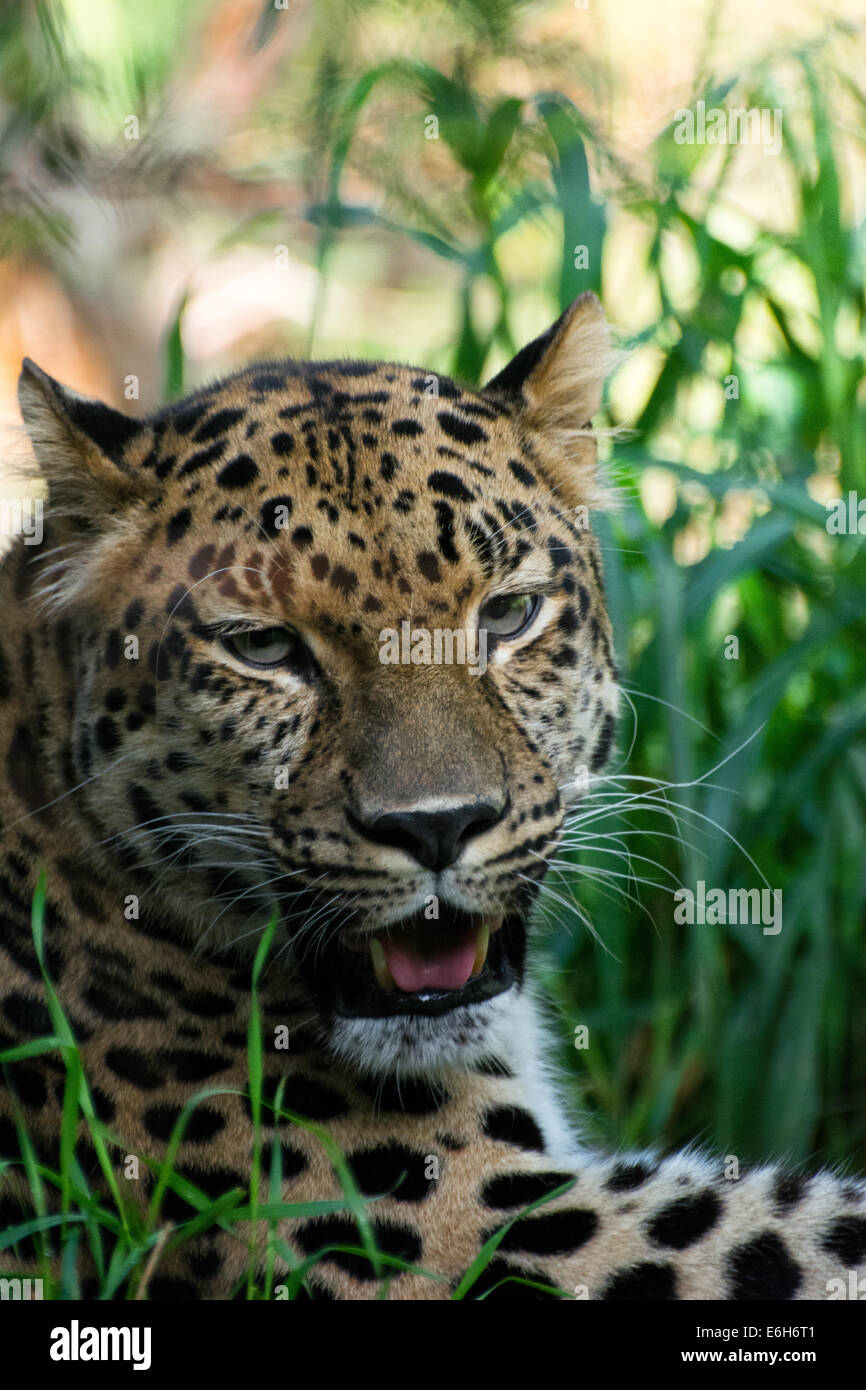 Un close up ritratto di un leopardo di Amur, un animale in via di estinzione, a Pittsburgh Zoo di Pittsburgh, in Pennsylvania. Foto Stock