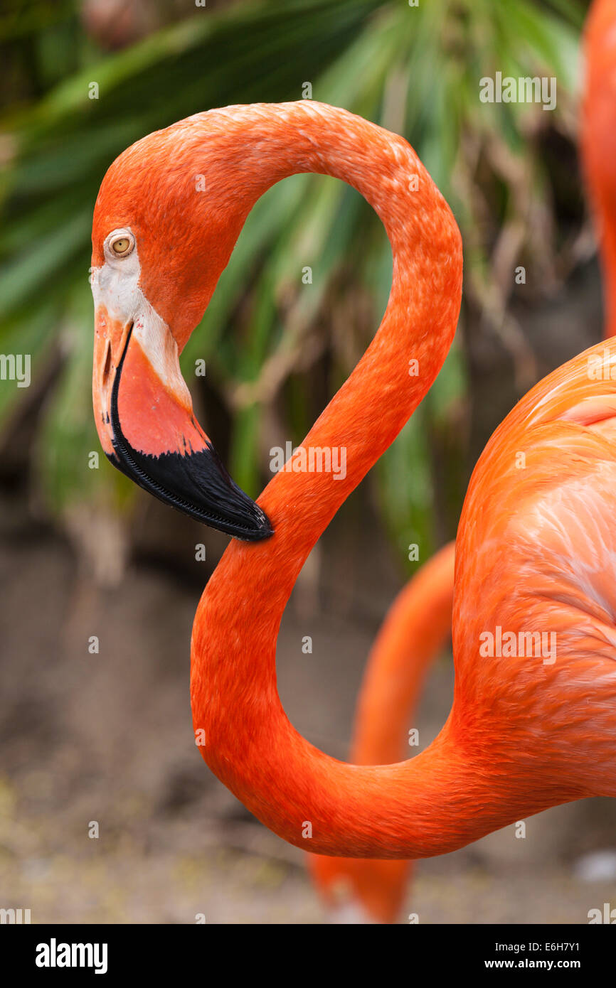 Flamingo in cattività Foto Stock
