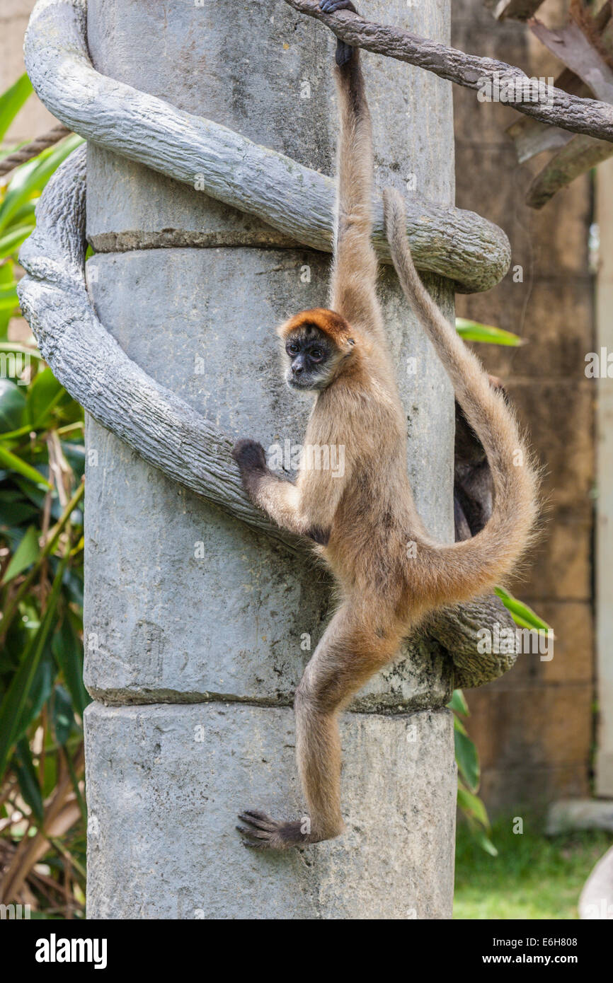 La scimmia ragno di Geoffroy'SÃ¢â€šÂ¬Ã¢â žÂ¢'s (Ateles geoffroyi), chiamata anche scimmia ragno dalle mani nere in cattività allo zoo Audubon di New Orleans Foto Stock
