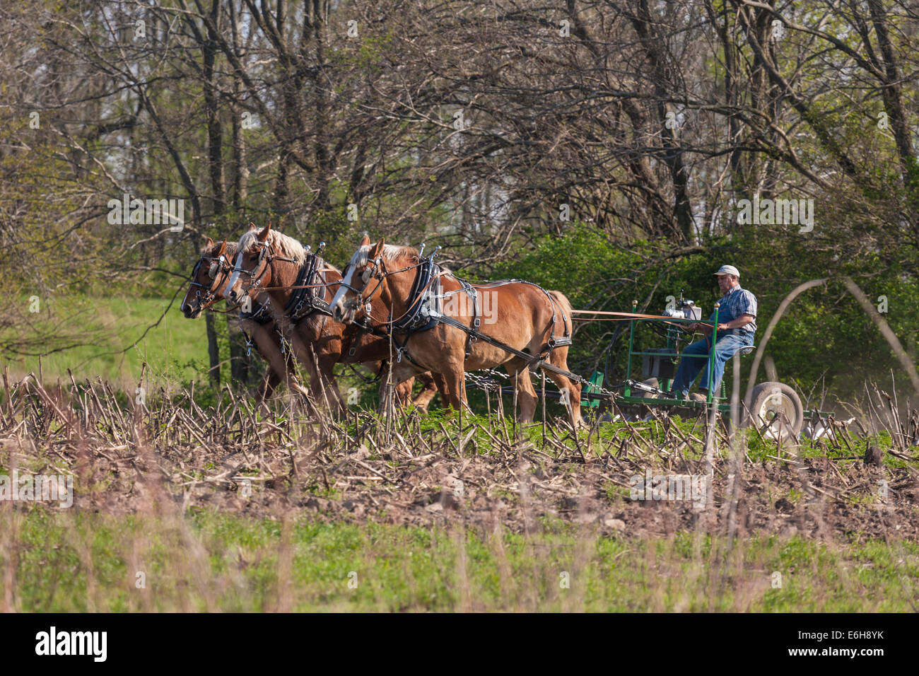 Contadino con progetto di cavalli al campo dell'aratro nella storia viva area di stato Prophetstown Park in West Lafayette, Indiana Foto Stock