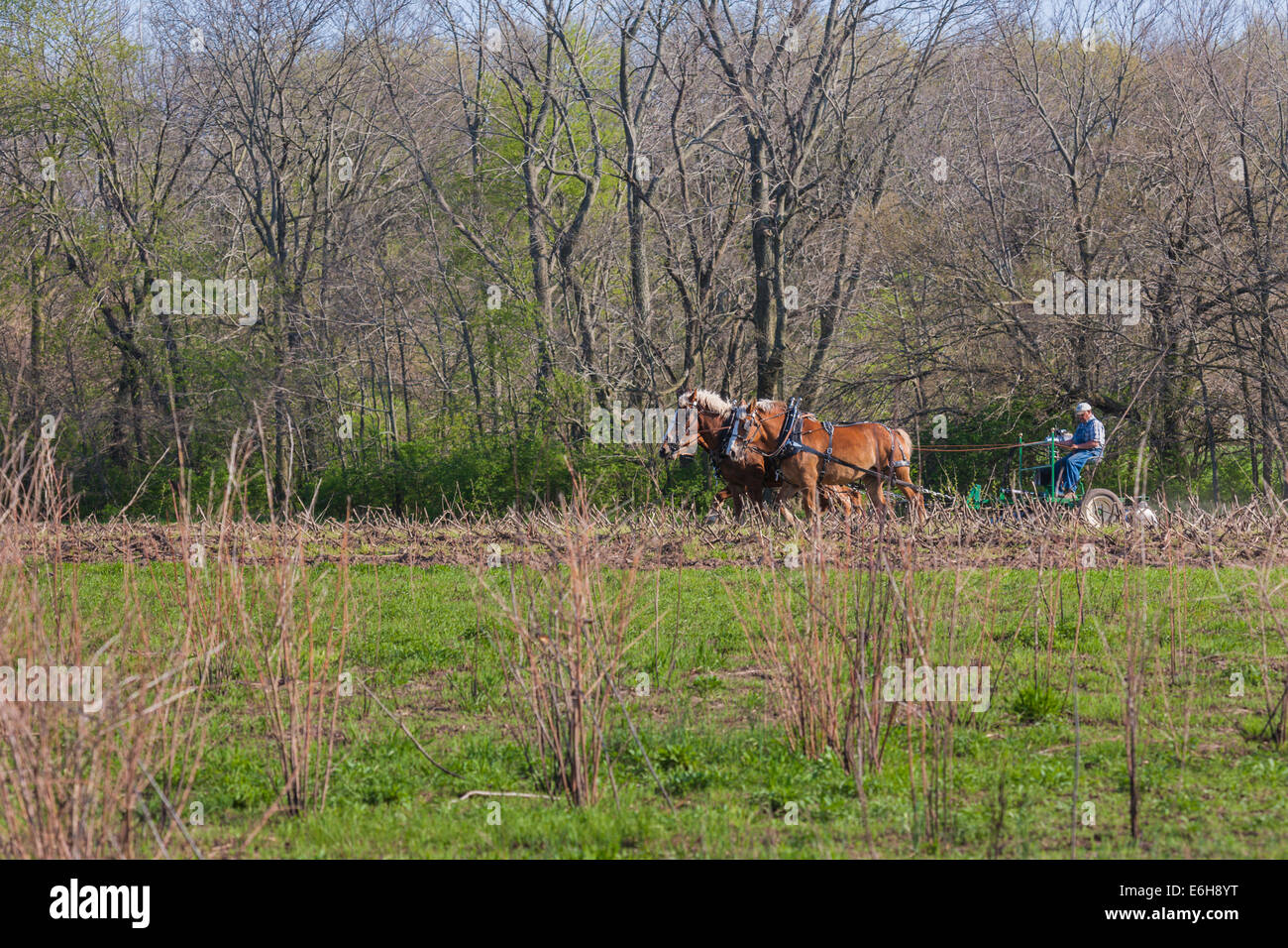 Contadino con progetto di cavalli al campo dell'aratro nella storia viva area di stato Prophetstown Park in West Lafayette, Indiana Foto Stock