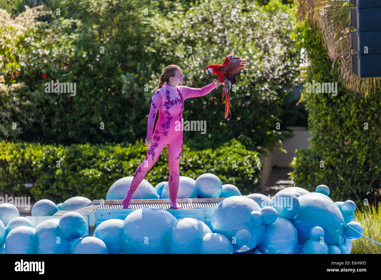 Interprete lavora con pappagallo addestrato durante gli orizzonti blu mostra al Sea World di Orlando, Florida, Stati Uniti d'America Foto Stock