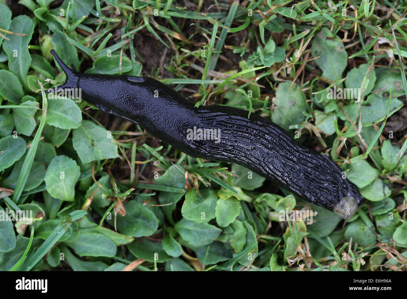 Grande nero slug su erba bagnata. Foto Stock