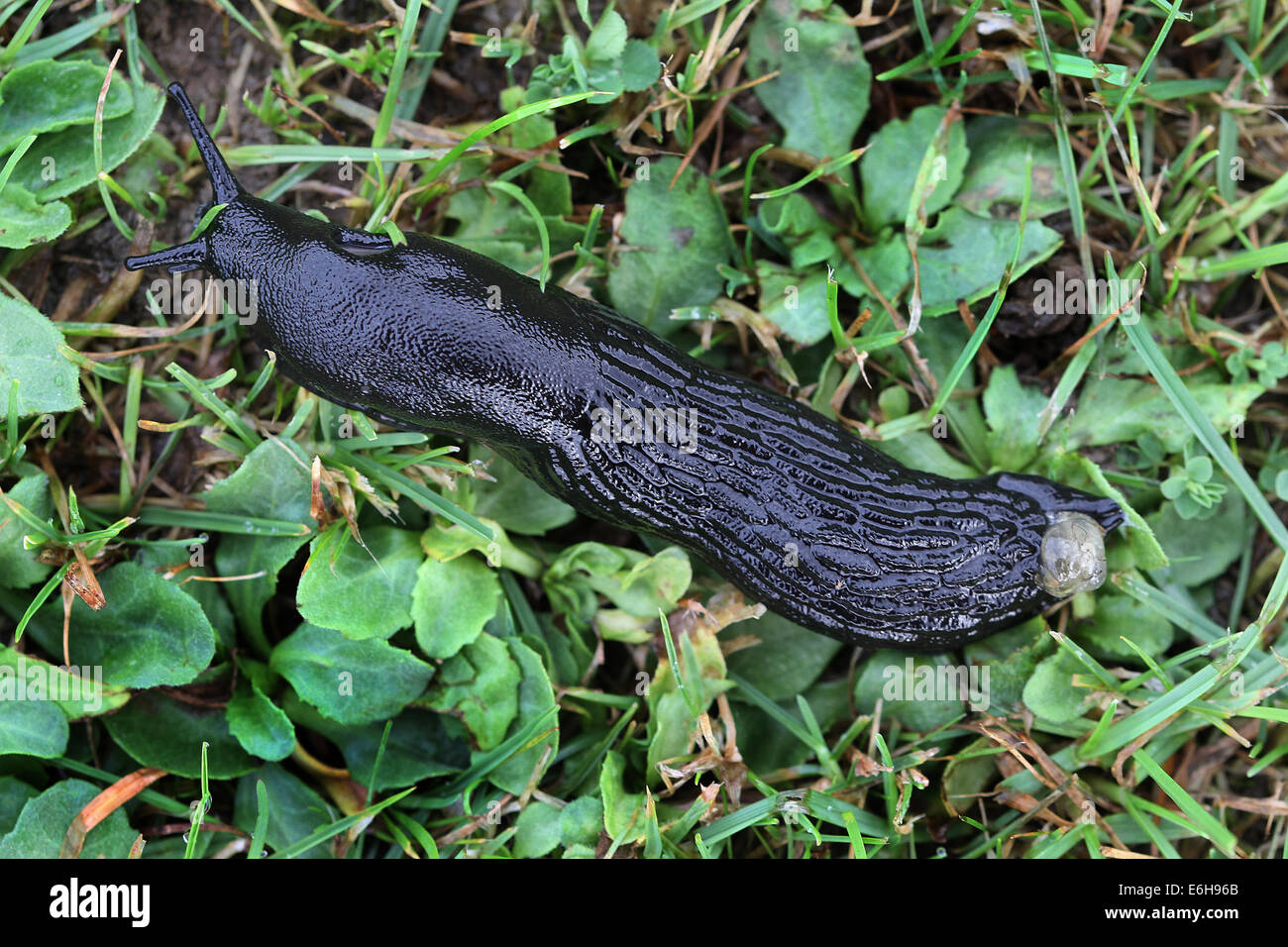 Grande nero slug su erba bagnata. Foto Stock