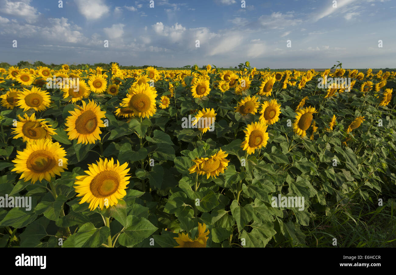 Campo di girasoli in fiore su un cielo blu Foto Stock