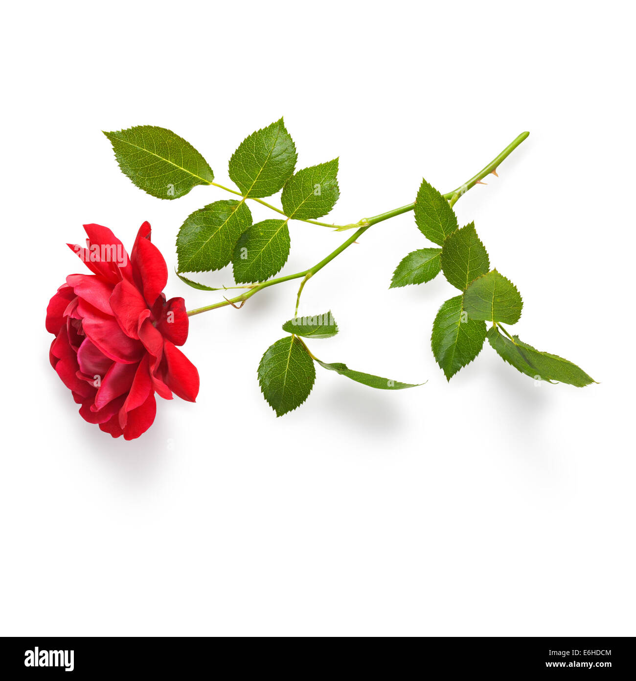 Red Rose fiore con gambo e foglie. Rose rampicanti nel giardino estivo. Oggetto singolo isolato su sfondo bianco. Tracciato di ritaglio Foto Stock