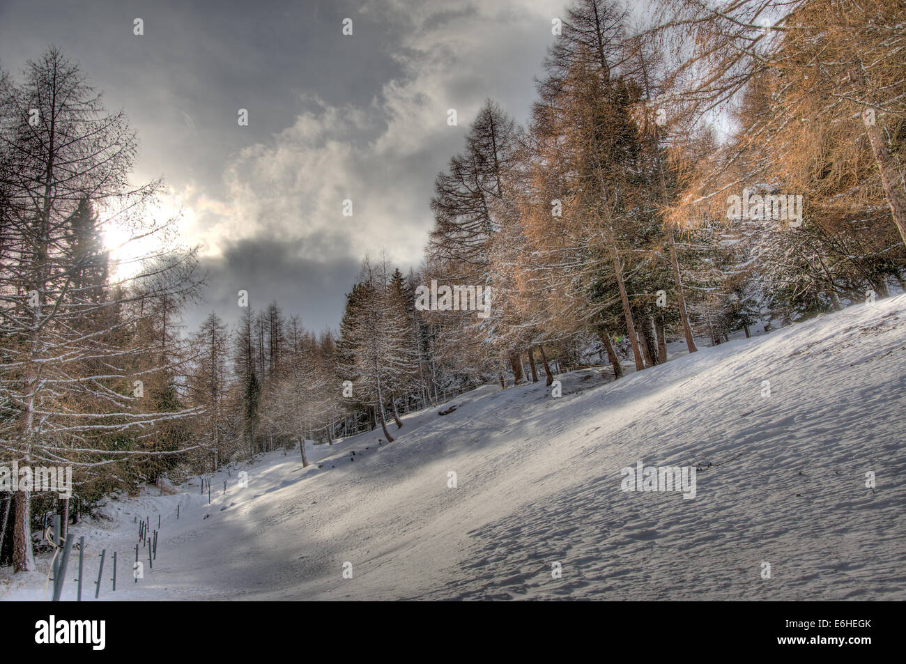 Glade tra coperta di neve il larice nelle Alpi svizzere nei pressi del villaggio di Saas-Fee Foto Stock