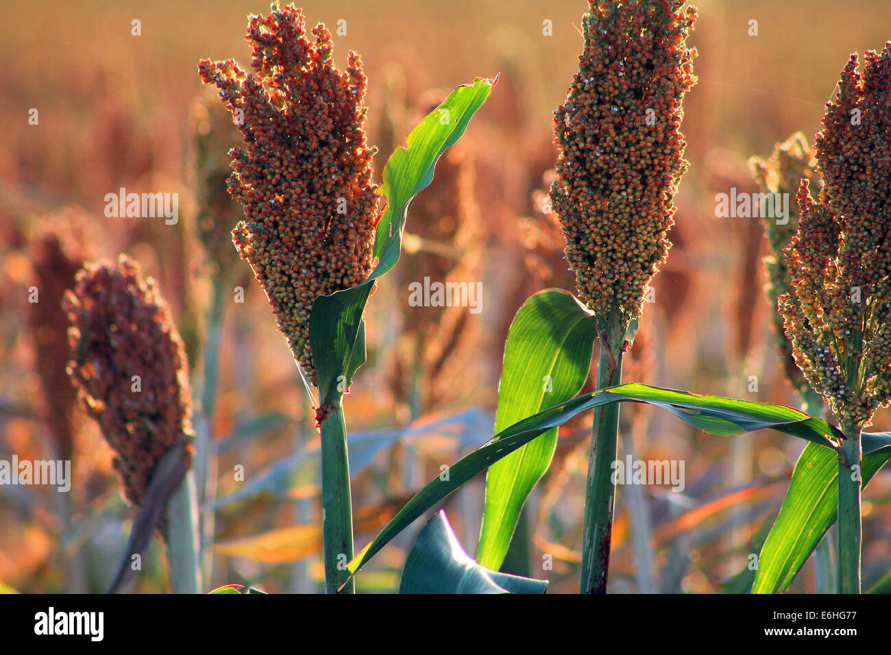 Definito closeup di frumento e orzo campo in Texas Foto Stock