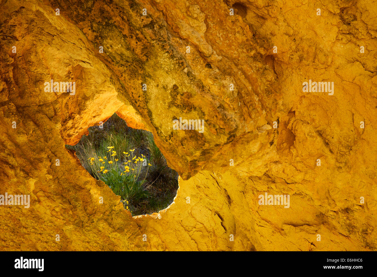 Balsamroot fiori come visto attraverso il foro nella roccia. Leslie Gultch, Oregon Foto Stock