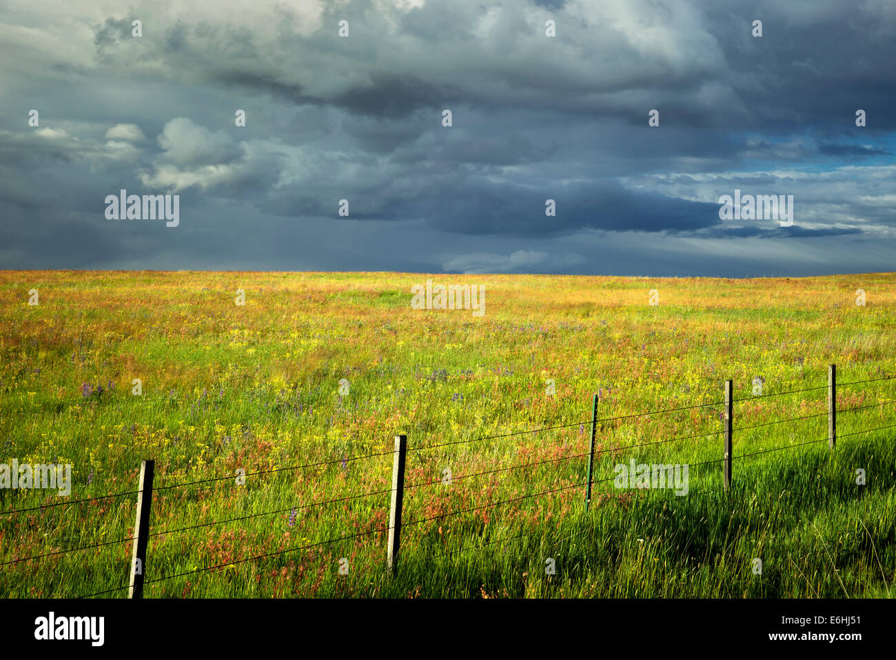 Recinzione nuvole temporalesche e fiori selvatici. Zumwaly Prairie preservare, Oregon Foto Stock