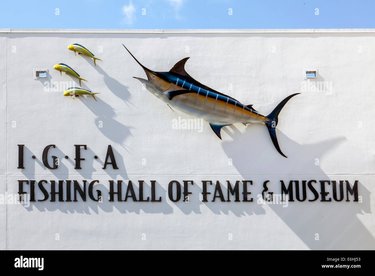 Blue Marlin (Makaira nigricans) e lampuga (Coryphaena hippurus) montato sul muro di pietra, IGFA Fishing Hall Of Fame & Museum. Foto Stock