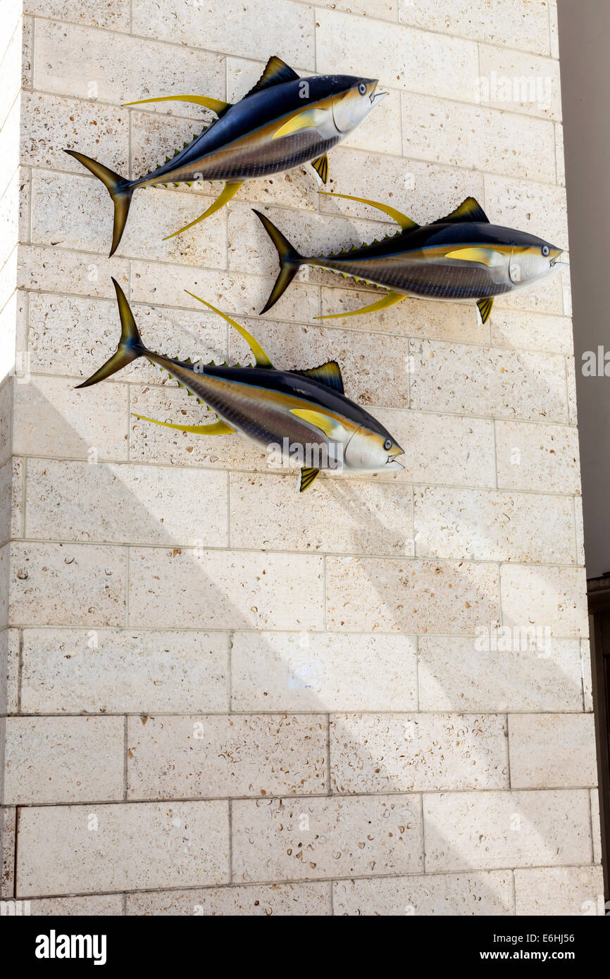 Tonno albacora (Thunnus albacares) montato sul muro di pietra a IGFA, pesca Hall Of Fame & Museum Situato in Dania, Florida, Stati Uniti d'America Foto Stock