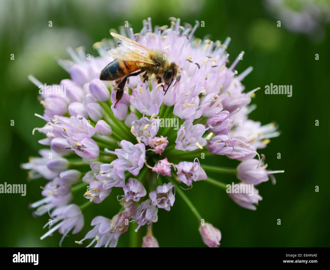 Ape su un fiore di cipolla Foto Stock