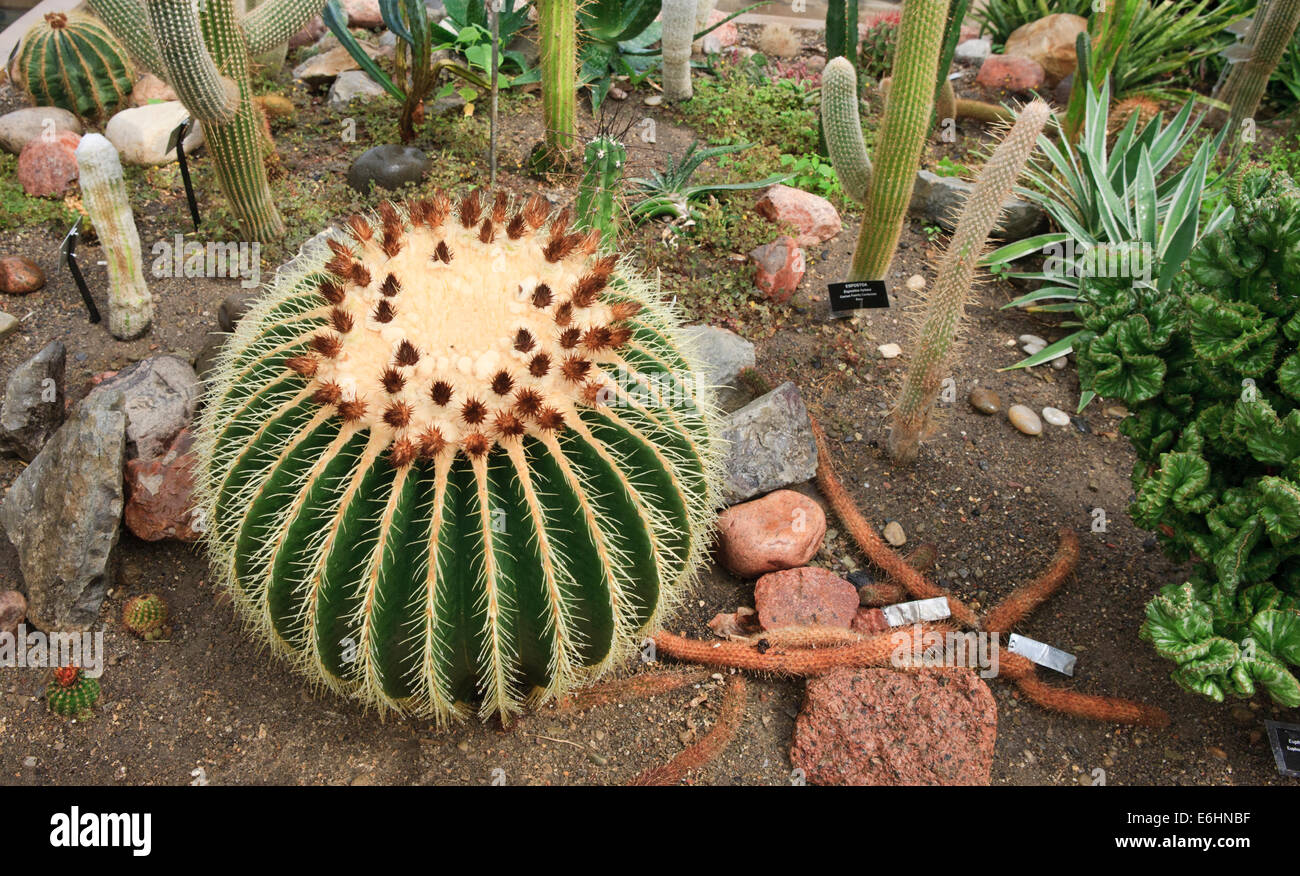 Barrel cactus e altre piante succulente sul display (Buffalo Orto Botanico). Foto Stock