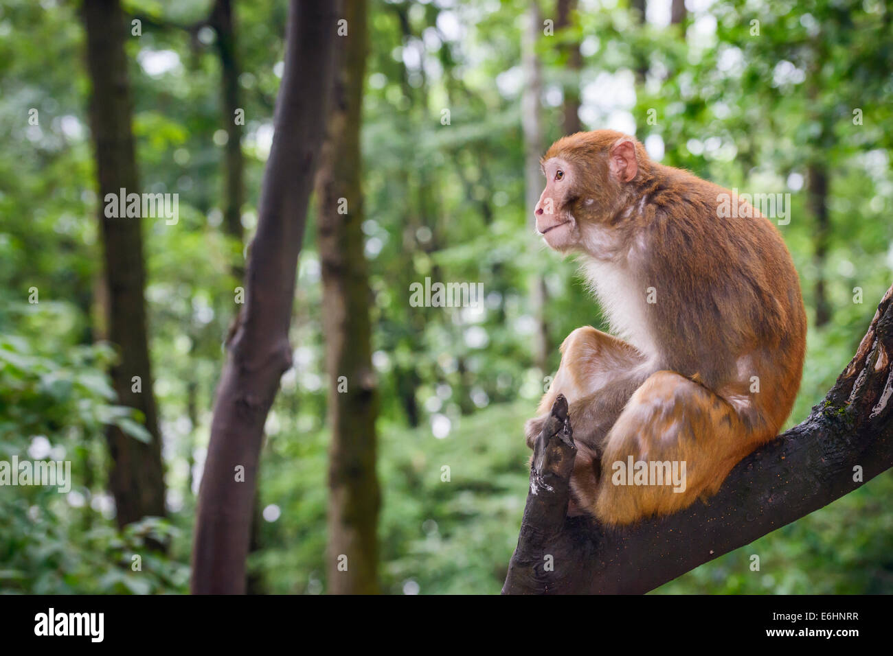 Macaque di Guiyang, Cina Foto Stock
