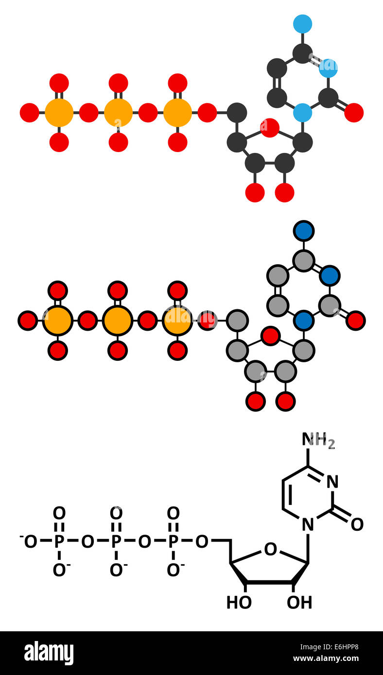 Citidina trifosfato (CTP) RNA building block molecola. Funziona anche come cofattore di alcuni enzimi. Stilizzata 2D Rendering e Foto Stock