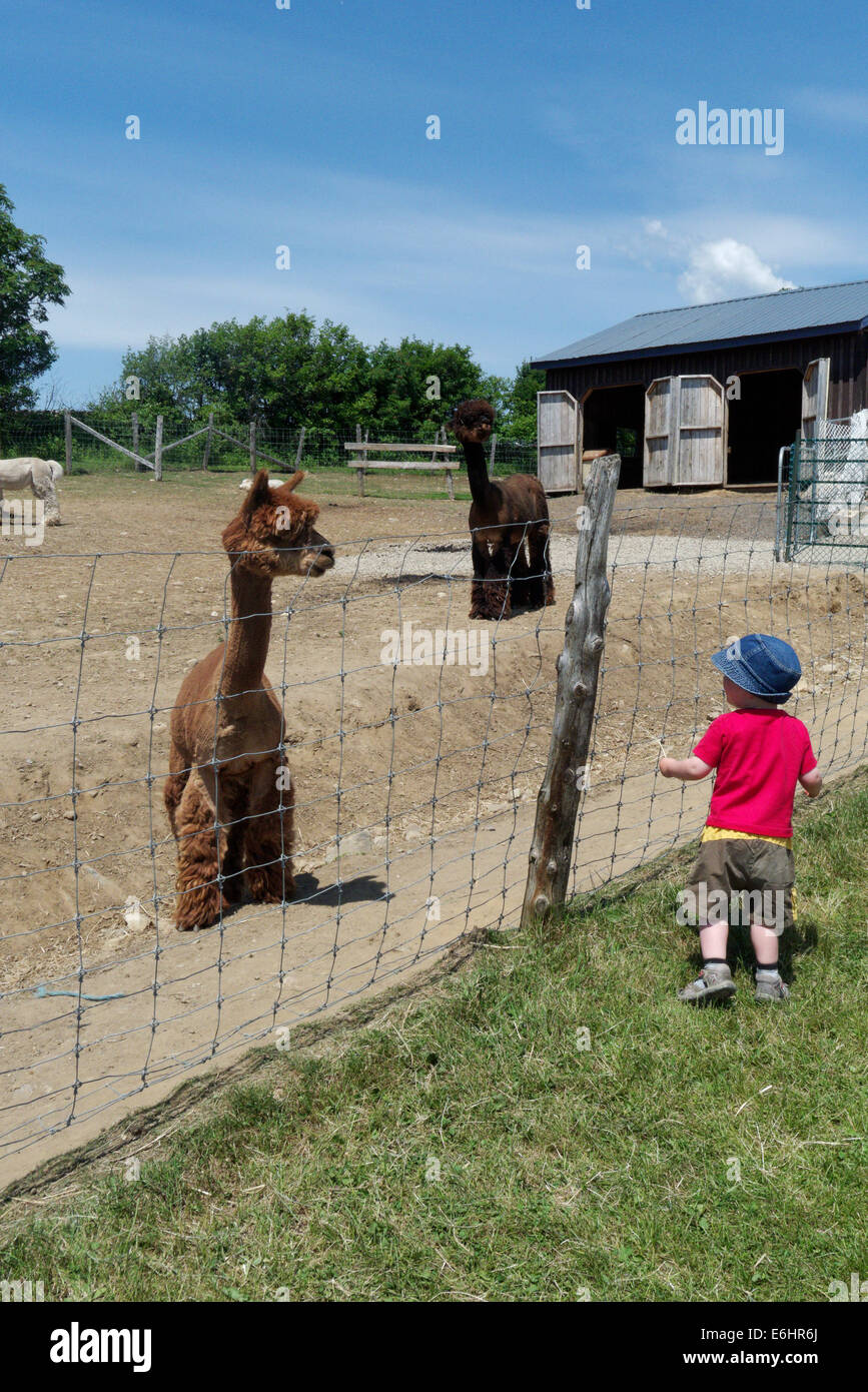 Un piccolo ragazzo e alpaca guardando ogni altro Foto Stock