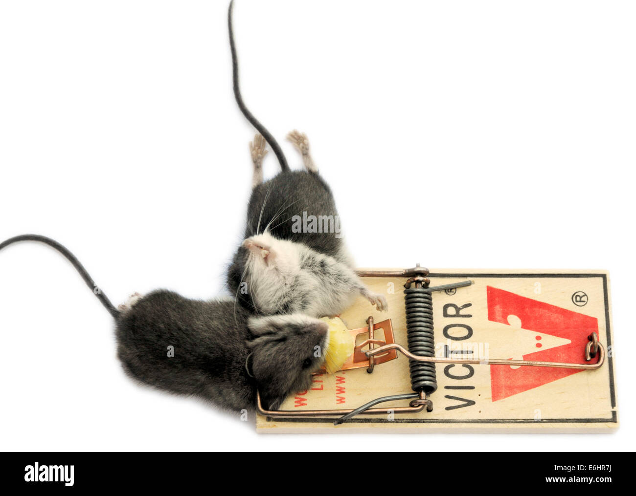 Un mouse trap con due topi morti in Foto Stock