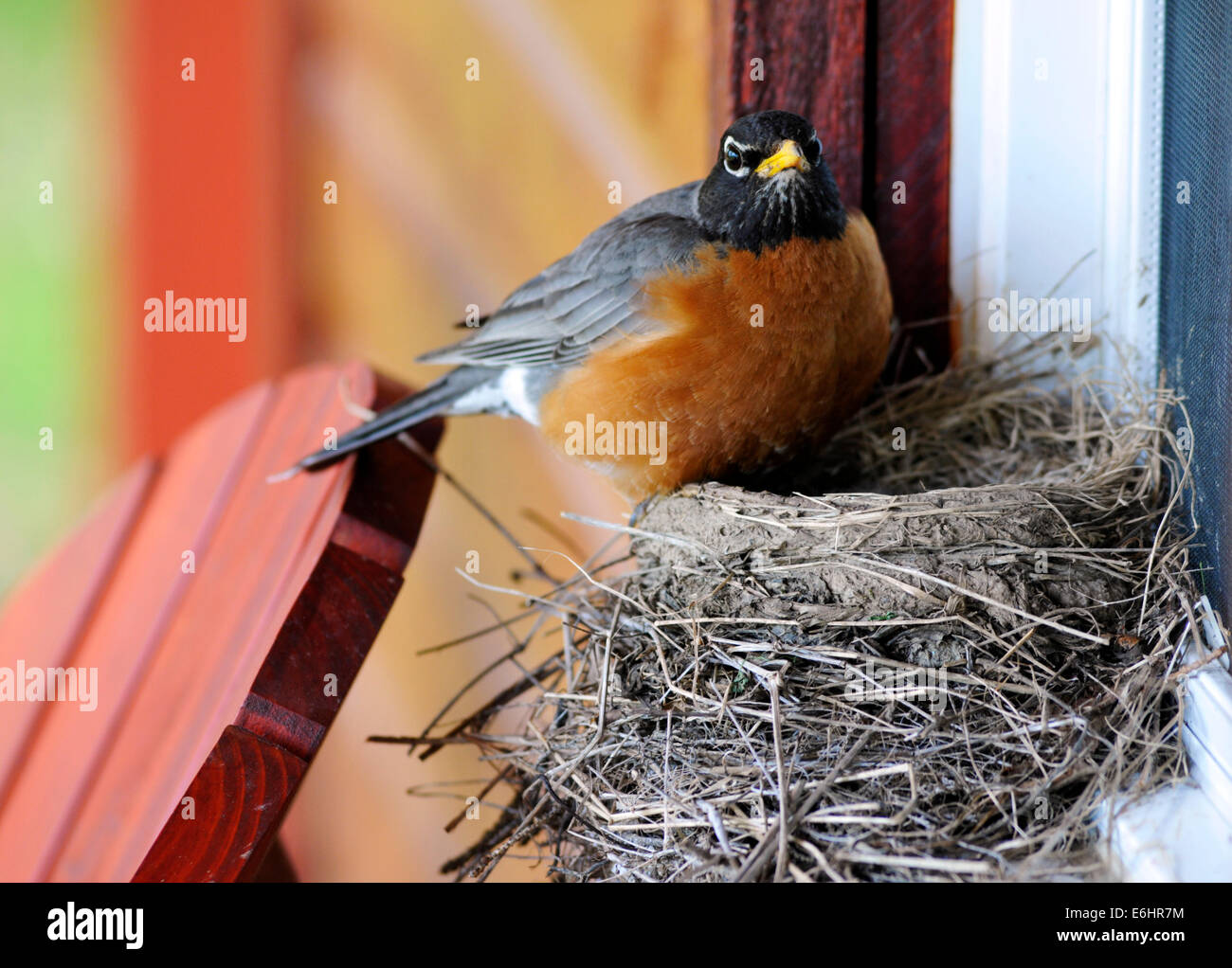 Un americano robin (Turdus migratorius) sul suo nido costruito su un davanzale Foto Stock