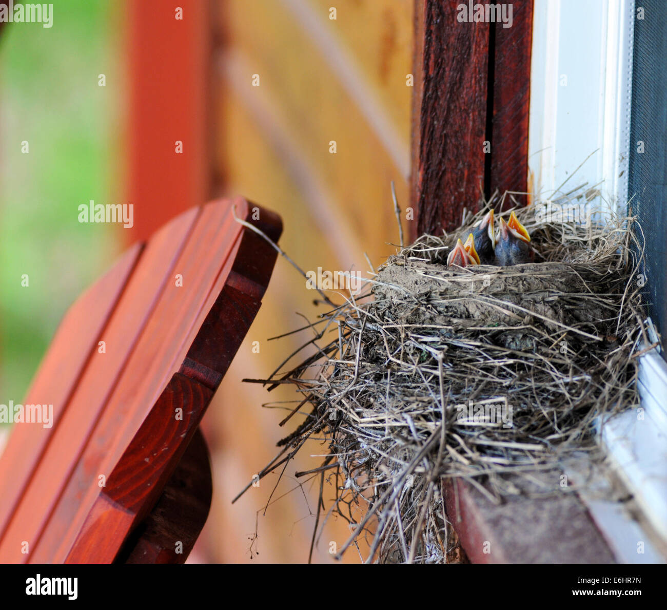 Un americano robin (Turdus migratorius) Nido Costruito su un davanzale con giovani guardando fuori Foto Stock