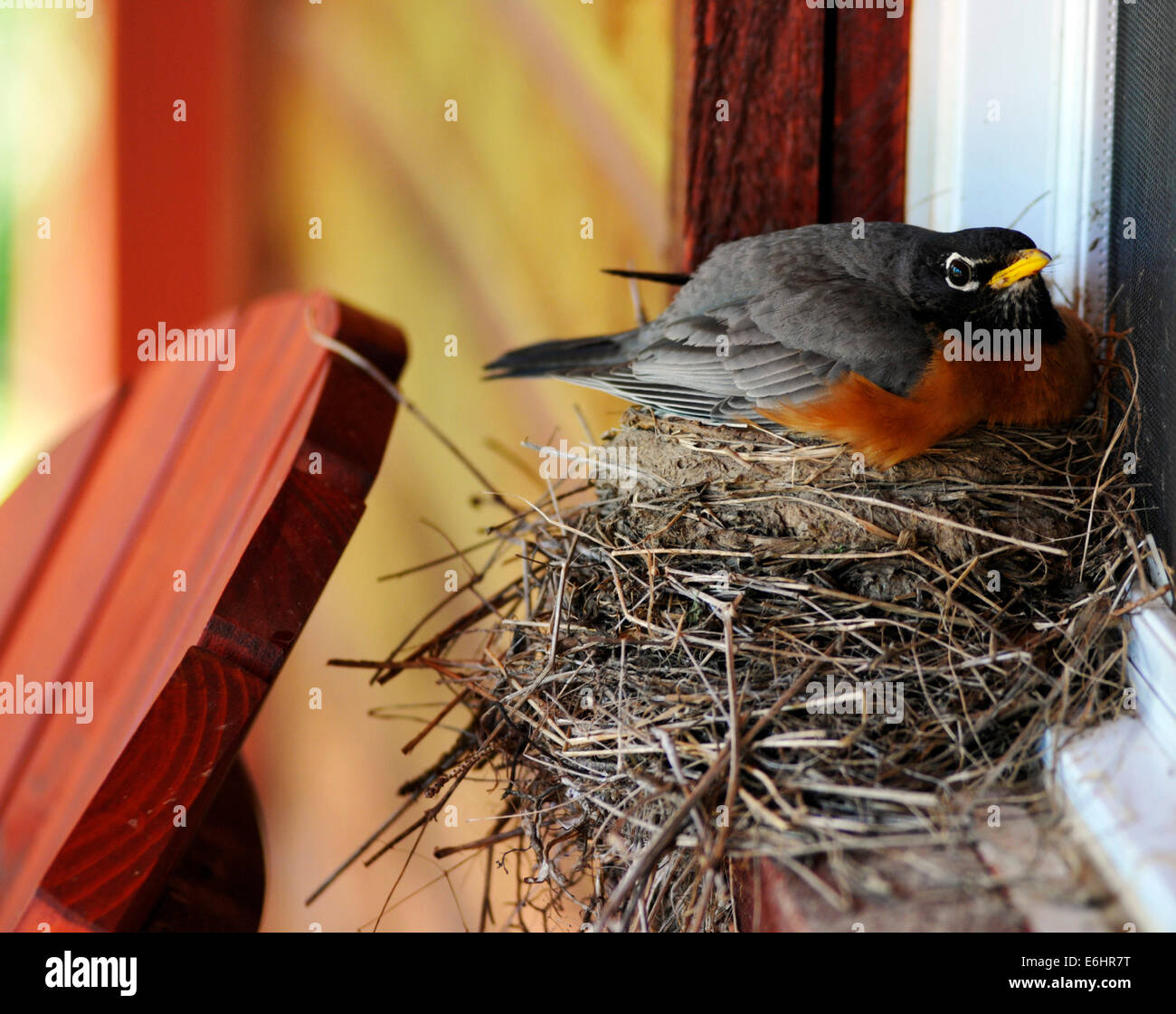 Un americano robin (Turdus migratorius) sul suo nido costruito su un davanzale Foto Stock