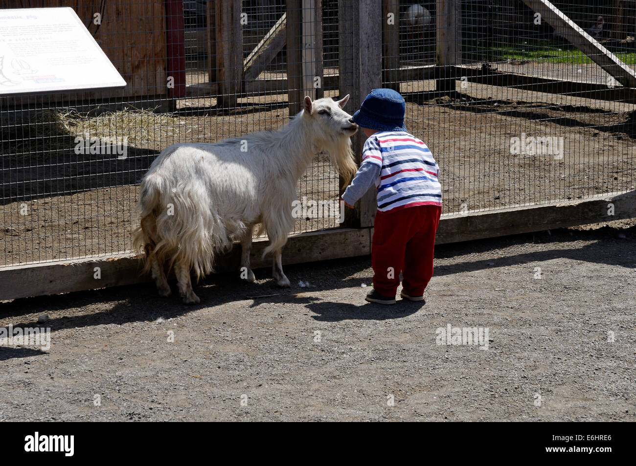 Un ragazzino parlando di una capra in una fattoria di animali domestici Foto Stock