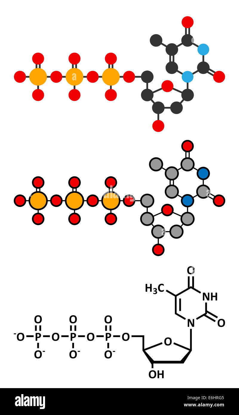 La timidina trifosfato (TTP) Sequenza nucleotidica molecola. Edificio di DNA isolato. Stilizzata 2D Rendering e tradizionale formula scheletrico. Foto Stock