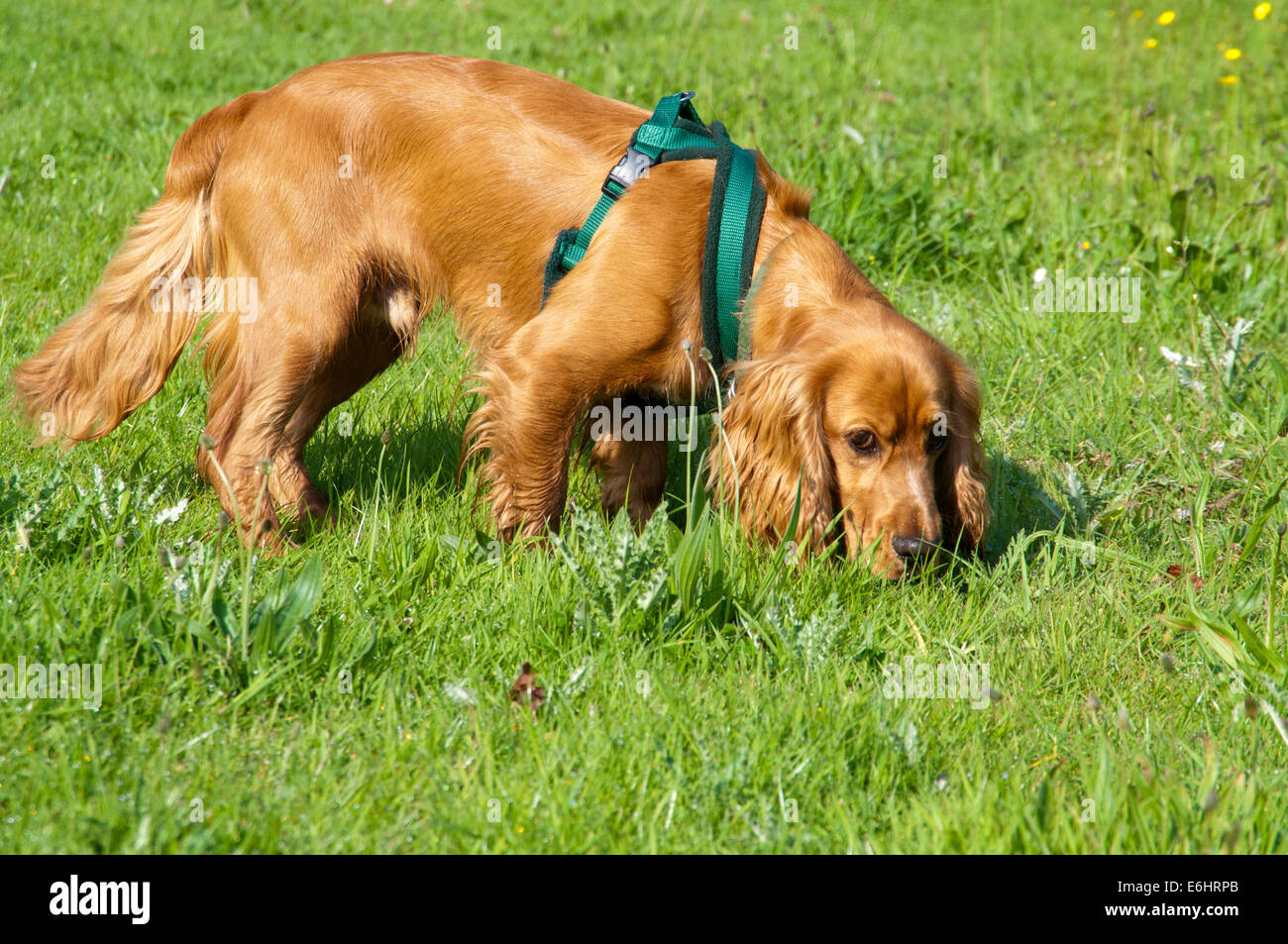 Lo sniffing del cane in erba Foto Stock