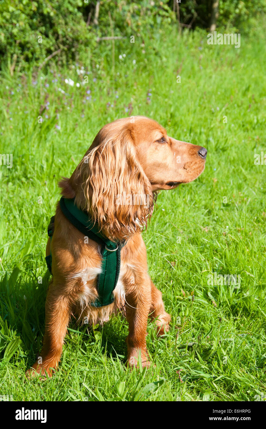 Cane di seduta Foto Stock