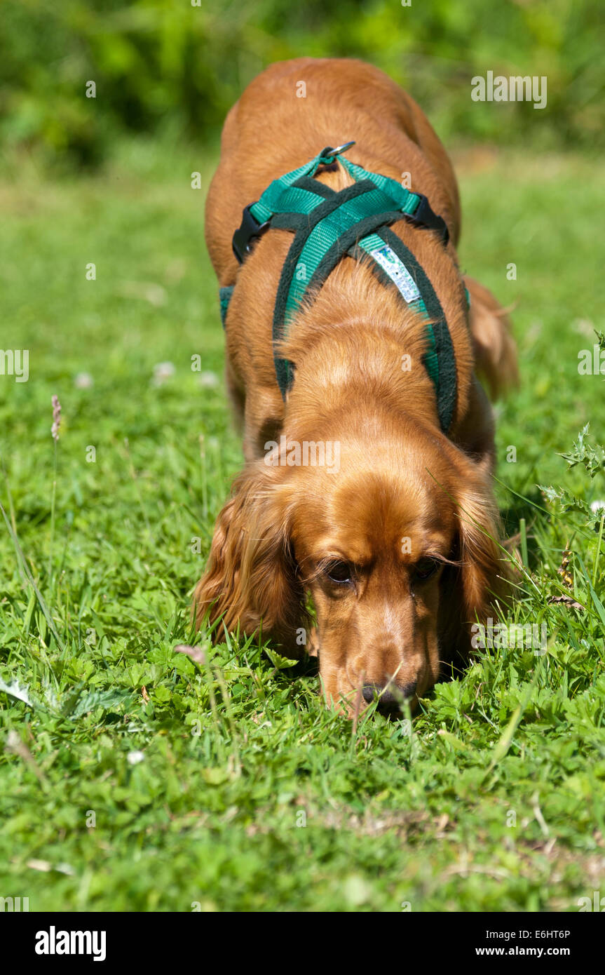 Cane nel campo annusando Foto Stock